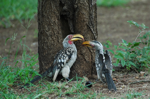 puku rsa 211.jpg - Southern Yellow-billed Hornbill (Tockus leucomelas)